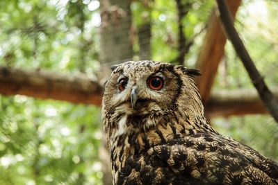 Close-up portrait of owl