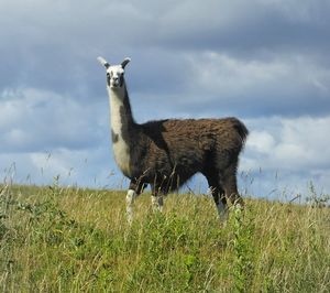 Side view of giraffe on field against sky