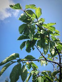 Low angle view of leaves against sky