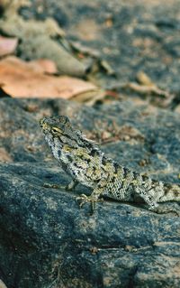 Close-up of lizard on rock