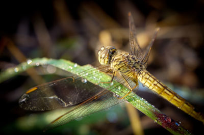 Close-up of dragonfly on leaf