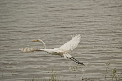 View of a bird flying over lake