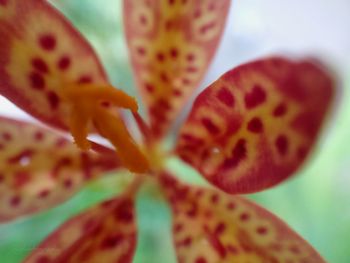 Close-up of flower