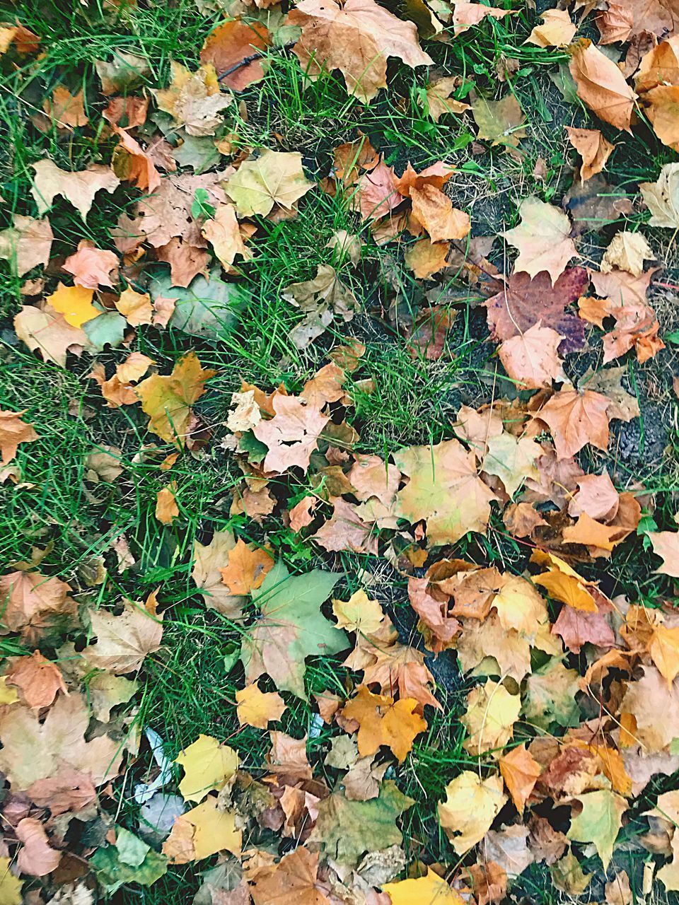 HIGH ANGLE VIEW OF MAPLE LEAVES ON ROAD AMIDST TREES