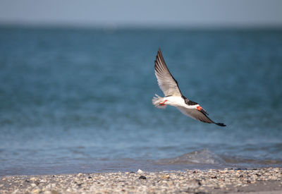 Seagull flying over sea against sky