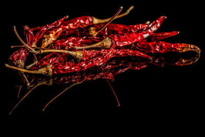 Close-up of dried flowers against black background