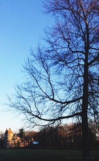 Bare trees on field against sky