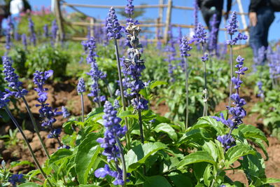 Close-up of purple flowering plants