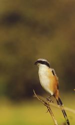 Close-up of bird perching on branch