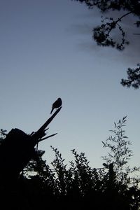 Low angle view of silhouette bird perching on tree against sky