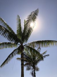 Low angle view of palm tree against sky