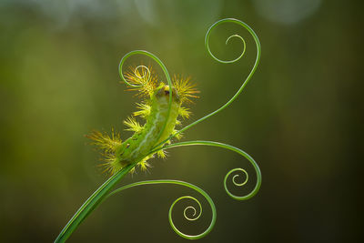 Fire caterpillar on leaf edge