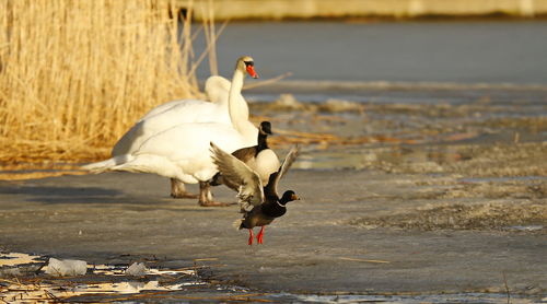 Close-up of bird at lakeshore