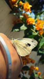 Close-up of butterfly on flower