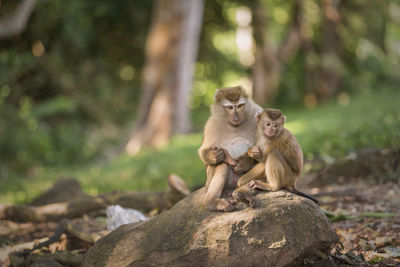 Monkey sitting on rock