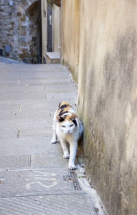 View of a dog on footpath