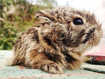 Close-up of a rabbit