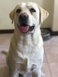 Close-up portrait of dog at home