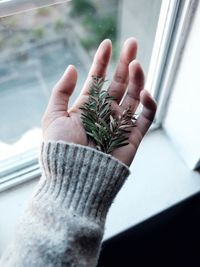 Close-up of human hand holding plants by window at home