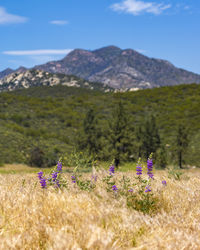 Close-up of flowers growing in field