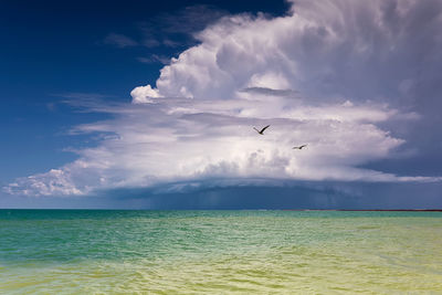 Birds flying over sea against sky