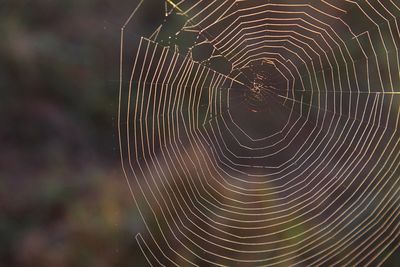 Close-up of spider on web