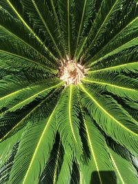 Low angle view of palm tree