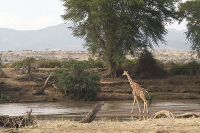 Giraffe walking in river