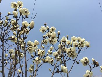 Low angle view of flower tree against sky