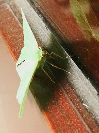 High angle view of insect on table