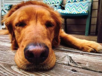 Close-up portrait of dog