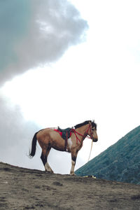 Horse resting near the crater of mt bromo, indonesia