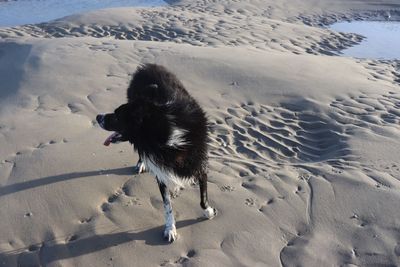 High angle view of dog on snow covered land