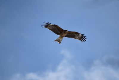 Low angle view of eagle flying against sky