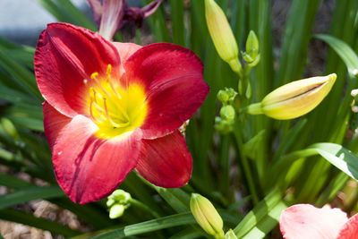 High angle view red flower blooming at park