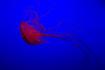 Close-up of jellyfish against blue background