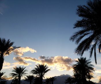 Low angle view of palm trees against sky