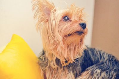 Close-up of a dog at home