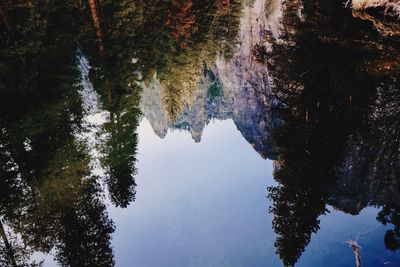 Reflection of trees in lake