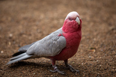 Close-up of bird