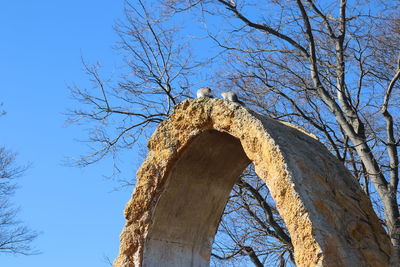 Low angle view of bird on bare tree