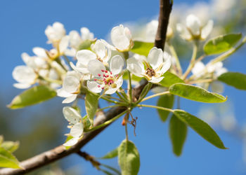 Common pear, pyrus domestica,  blossoms of springtime