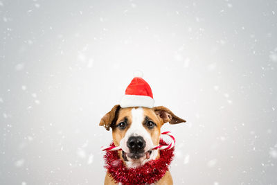 Portrait of dog in snow