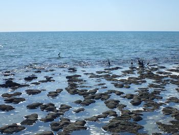 Scenic view of sea against clear sky