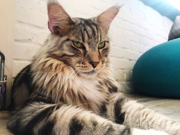 Close-up portrait of cat lying down