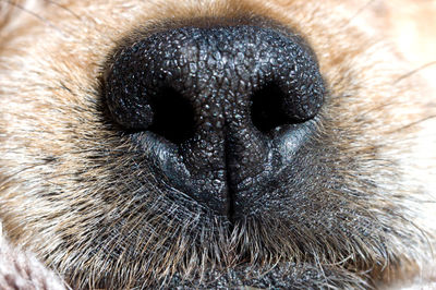 Close-up of dog eye