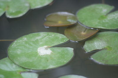 High angle view of leaves in water