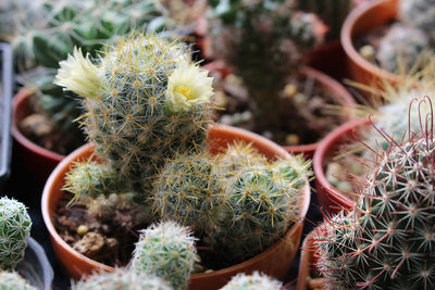 High angle view of succulent plant in pot