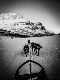 View of a dog on snow covered mountain