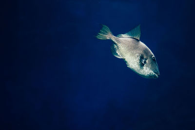 Close-up of fish in sea